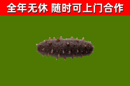 射洪市回收海参干